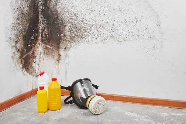 Best Fast Mold Removal  in Escanaba, MI