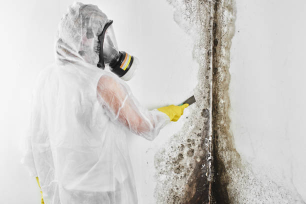 Best Professional Mold Removal  in Escanaba, MI