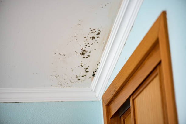 Best Black Mold Removal  in Escanaba, MI