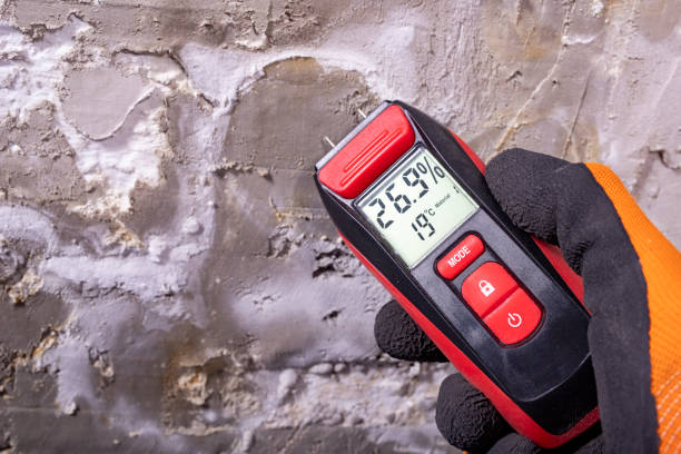 Best Mold Damage Repair  in Escanaba, MI