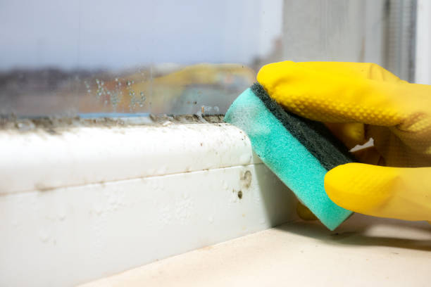 Best Affordable Mold Removal  in Escanaba, MI