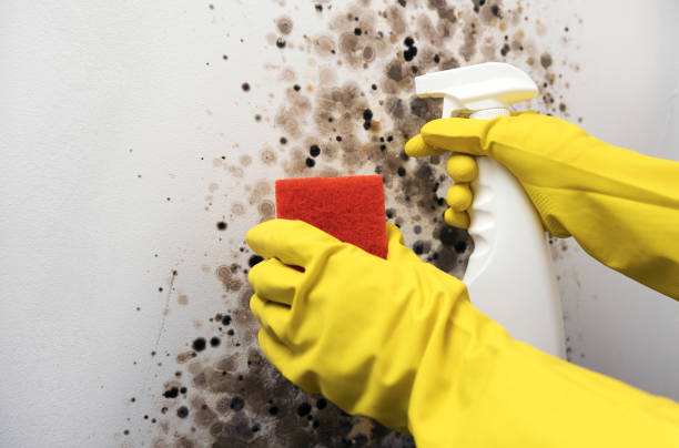 Best Professional Mold Removal  in Escanaba, MI