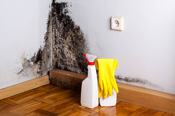 Best Attic Mold Removal  in Escanaba, MI