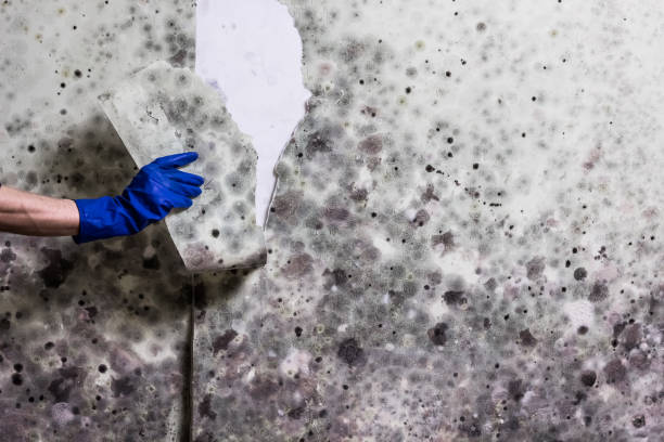 Best Home Mold Removal  in Escanaba, MI