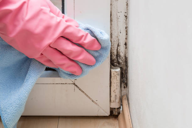 Best Crawl Space Mold Removal  in Escanaba, MI