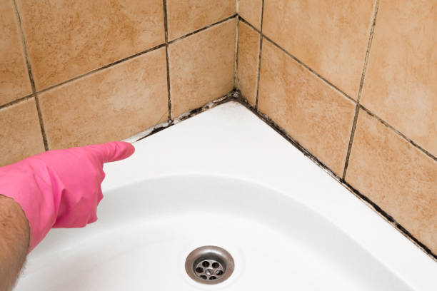 Crawl Space Mold Removal in Escanaba, MI