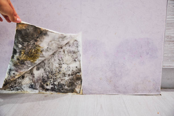 Best Best Mold Removal Companies  in Escanaba, MI